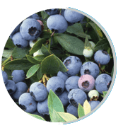 neuro surge ingredient bilberry