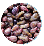 neuro surge ingredient graps