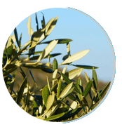 neuro surge ingredient olive